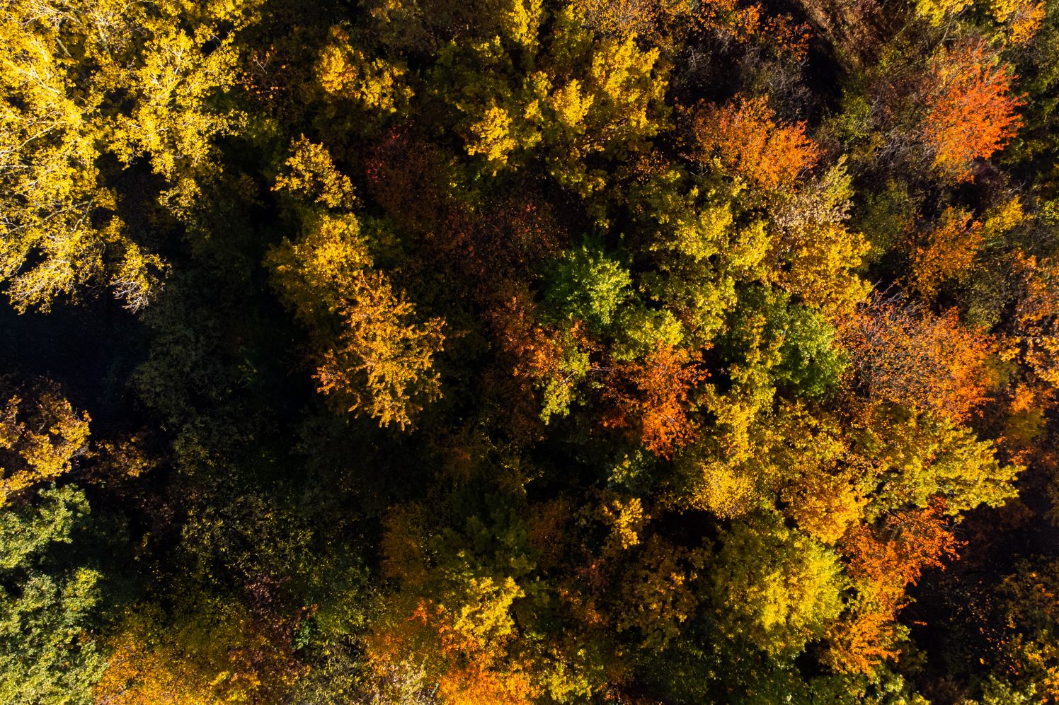 DJI_0008.jpg