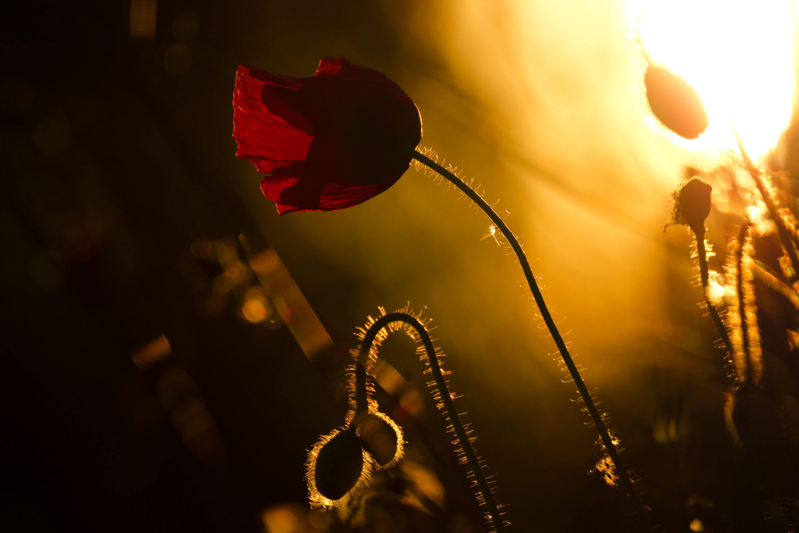 Papavero silhouette.
