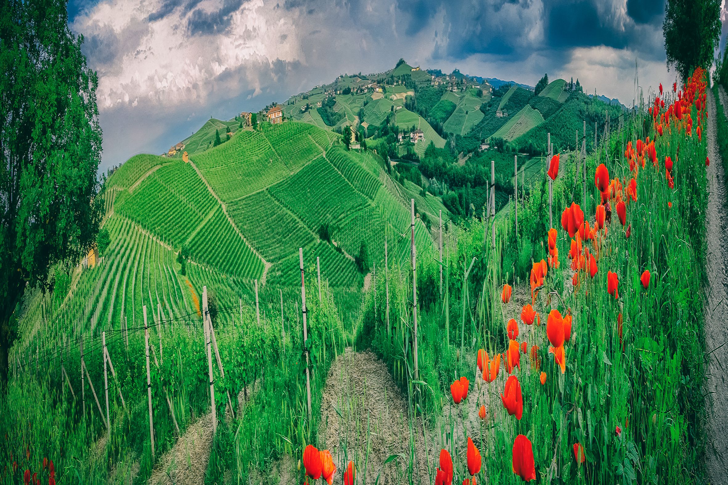 Barbaresco 4
