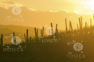 vigna al tramonto in collina